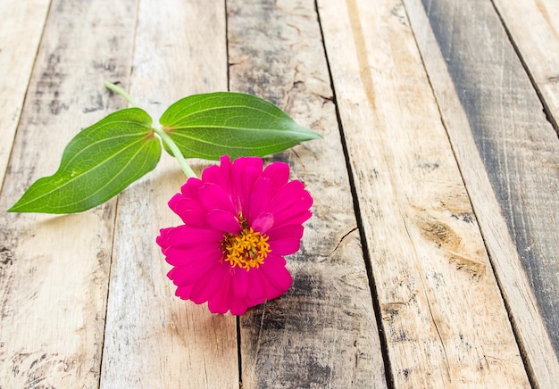 Primo piano fiore rosa sul tavolo di legno