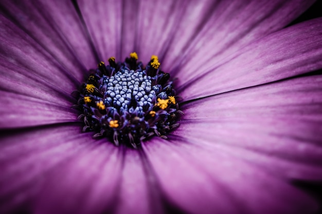 Primo piano fiore