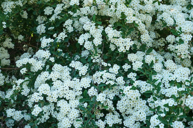 Primo piano fiori che sbocciano su uno stile di morbidezza in primavera estate sotto l'alba Sfondo di piccoli fiori bianchi in fiore cespuglio