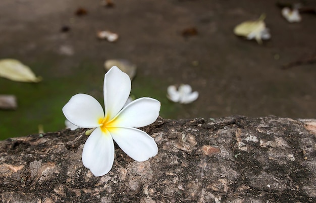 Primo piano fiori di plumeria sul pavimento