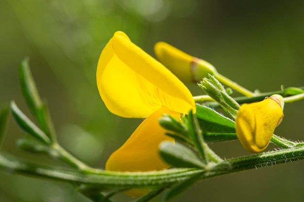 Primo piano fiori gialli di Cytisus scoparius scopa comune o Scotch scopa famiglia Fabaceae primavera