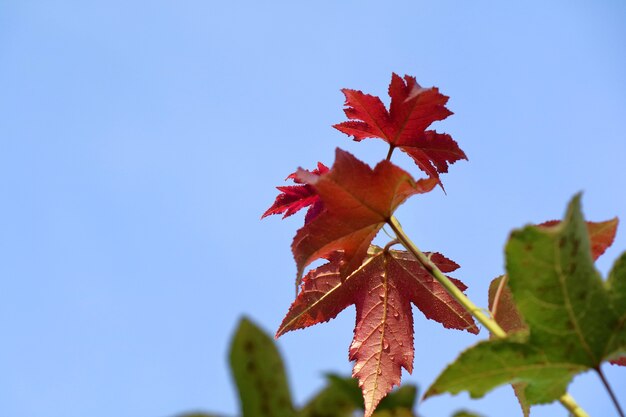 Primo piano foglia d'acero arancione e rossa con foglie colorate e cielo blu sullo sfondo autunnale