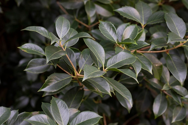 Primo piano foglia di cinnamomum camphora tree