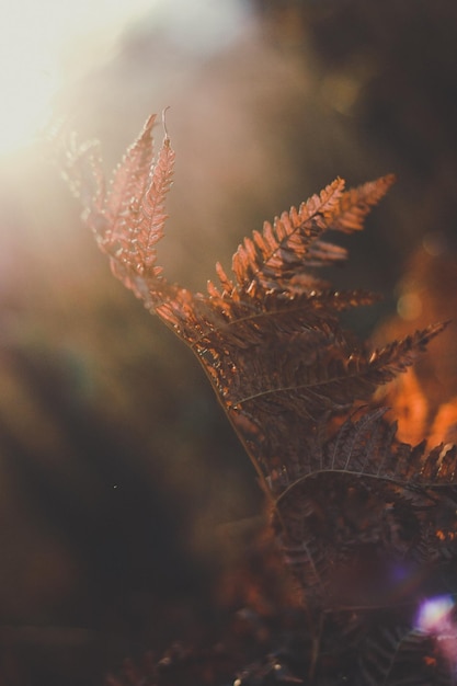 Primo piano foglia di felce rossa alla foto del concetto di luce del tramonto