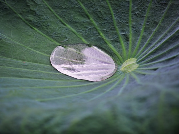 Primo piano, foglia di loto verde con goccia d&#39;acqua e foglia di fondo.