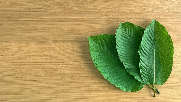 Primo piano foglia kratom Sfondo verde foglia