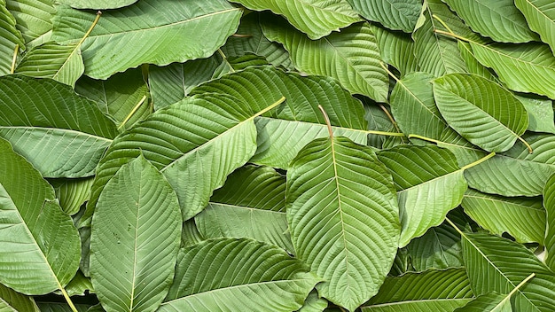 Primo piano foglia kratom Sfondo verde foglia