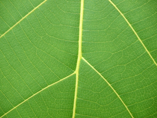 Primo piano foglia verde