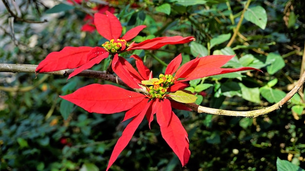 Primo piano foglie colorate di Euphorbia pulcherrima noto anche come Poinsettia o fiore di Natale