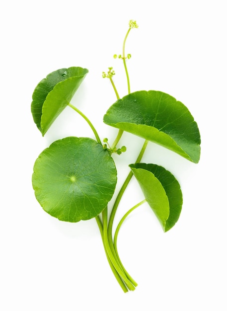 Primo piano foglie di centella asiatica con goccia di pioggia isolata su sfondo bianco vista dall'alto