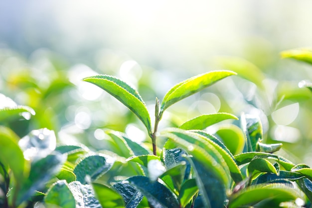 Primo piano foglie di tè verde germogli in una piantagione di tè sullo sfondo della natura