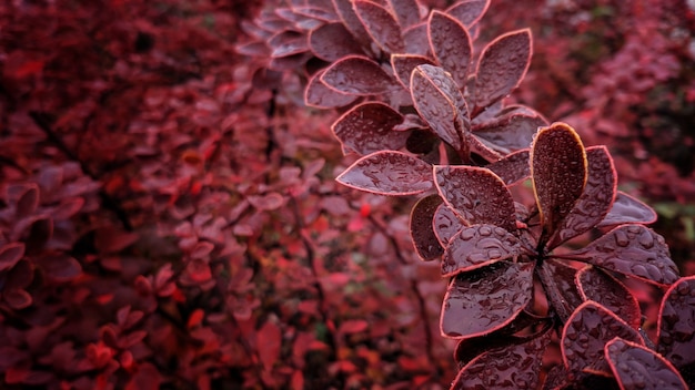 primo piano foglie rosse in autunno