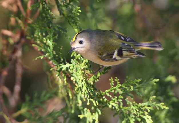 Primo piano foto di un goldcrest si siede sul ramo in un'ombra