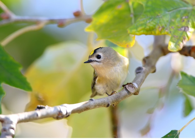 Primo piano foto di un goldcrest si siede sul ramo