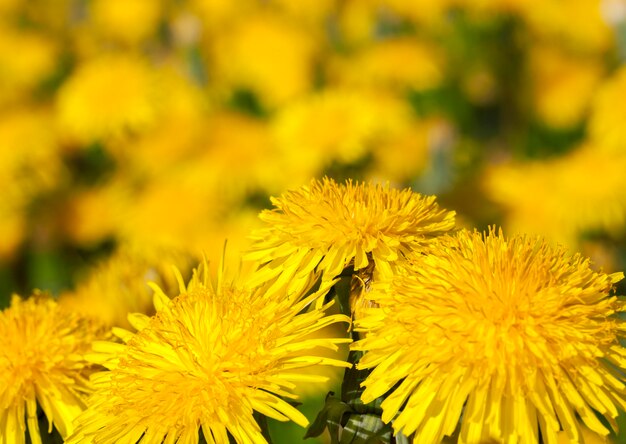 Primo piano fotografato dei denti di leone gialli in primavera, profondità del campo poco profonda