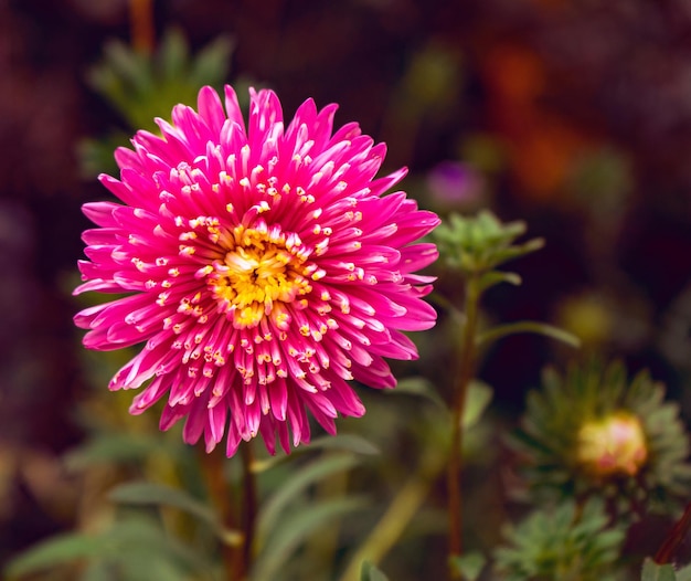 Primo piano fotografato dell'aster rosa terry adorabile luminoso