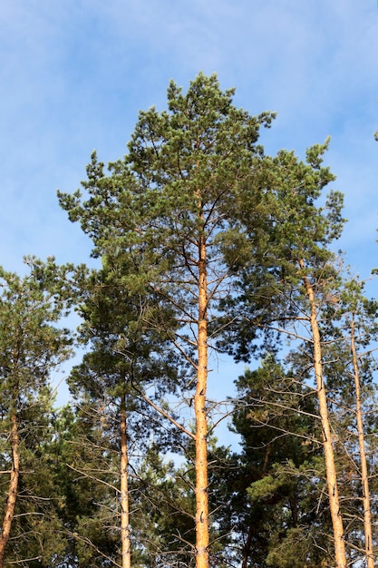 Primo piano fotografato della cima dei pini che crescono nella foresta