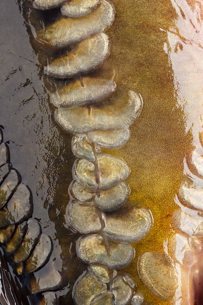 Primo piano fotografato della famiglia della carpa squama di pesce.