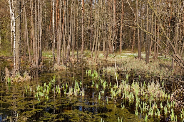 Primo piano fotografato della palude nella stagione primaverile