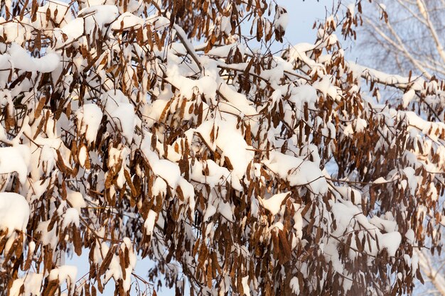 Primo piano fotografato di alberi spogli coperti di neve dopo l'ultima nevicata.