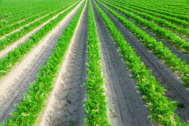 Primo piano fotografato di un campo agricolo su cui crescono i germogli verdi delle carote