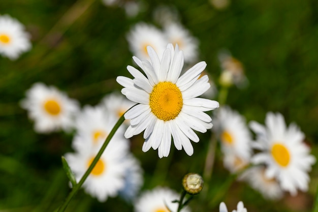 Primo piano fotografato di una margherita bianca. estate. primavera