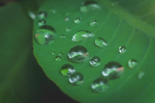 primo piano fotografia macro gocce d'acqua dopo la pioggia su sfondo verde foglia foto premium