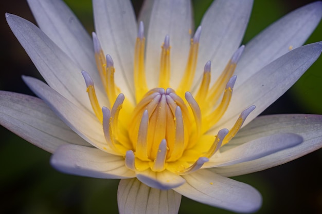 primo piano fotografia macro loto giallo giglio d'acqua fiore natura sfondo foto premium