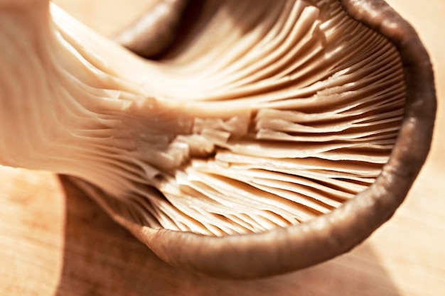 Primo piano fresco del fungo dell'ostrica su un fondo di legno chiaro