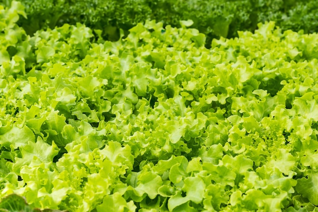 Primo piano fresco delle foglie dell&#39;insalata della lattuga verde