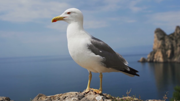 Primo piano gabbiano in piedi su una roccia