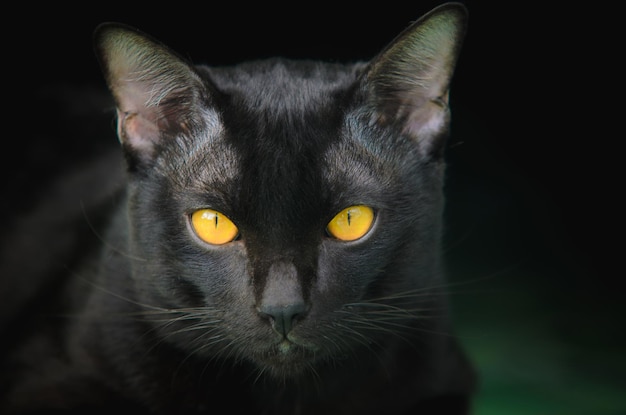 Primo piano gatto nero con occhi gialli