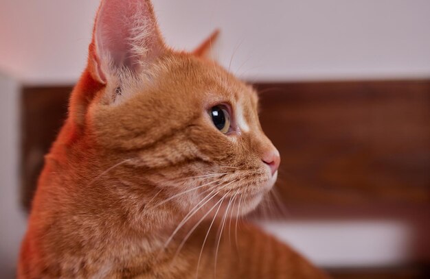 Primo piano Gatto tabby marrone con occhi verdi sdraiato sul tappeto