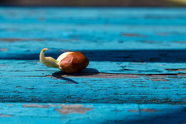 Primo piano germogliato delle arachidi. Avvicinamento.