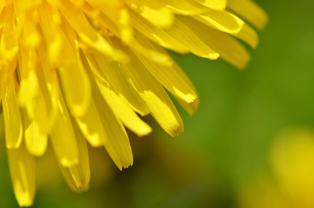 Primo piano giallo brillante fiore di tarassaco primavera Macro foto Soft focus