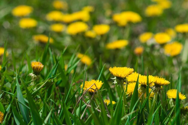 Primo piano giallo dei denti di leone sull'erba verde Foto primaverile della natura Campo dei denti di leone