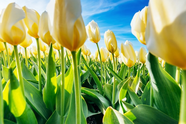 Primo piano giallo dei tulipani