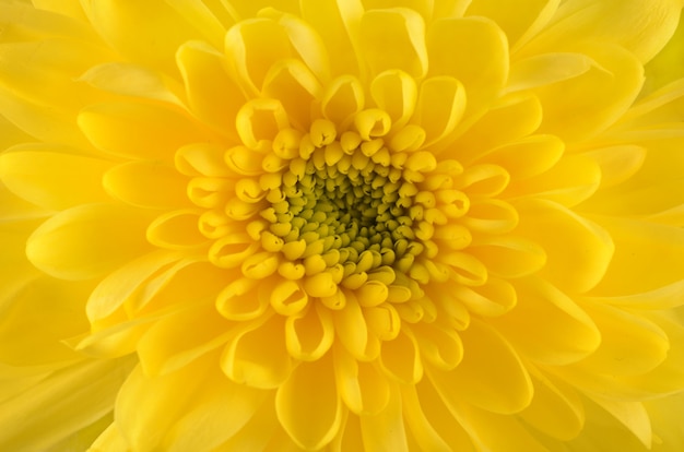 Primo piano giallo del crisantemo