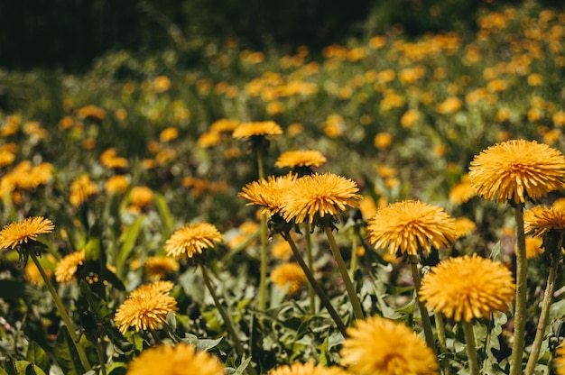 Primo piano giallo del dente di leone nel campo selvaggio Fiori di sole