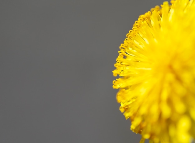 Primo piano giallo del dente di leone su sfondo grigio pistilli e macro spazio per la copia di sfondo floreale di polline