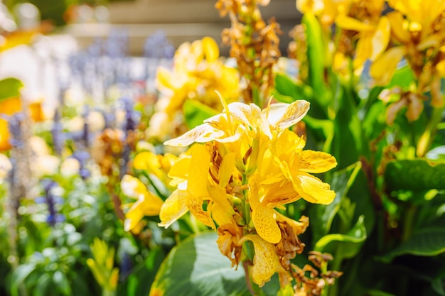 primo piano giallo del fiore di autunno