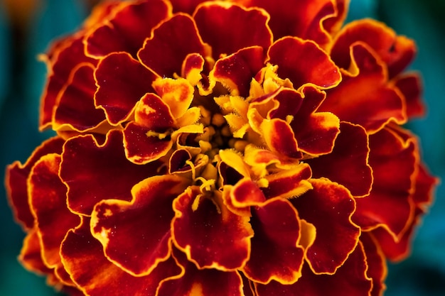 Primo piano giallo del tagete del fiore sui precedenti delle foglie verdi