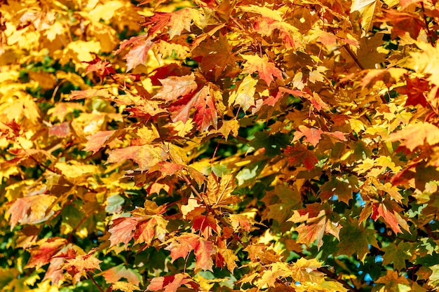 Primo piano giallo delle foglie di autunno dell'acero