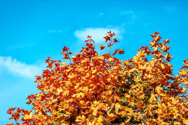 Primo piano giallo delle foglie di autunno dell'acero