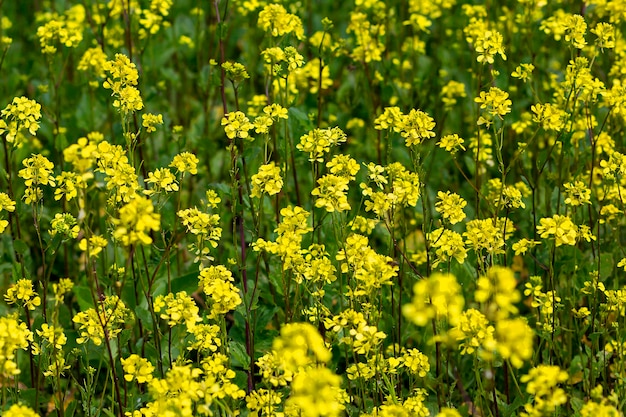 Primo piano giallo e bello delle campane