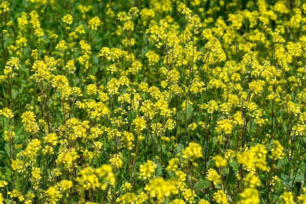 Primo piano giallo e bello delle campane