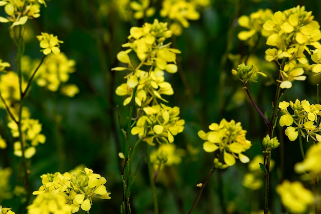 Primo piano giallo e bello delle campane