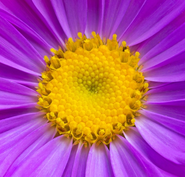 Primo piano giallo e viola di struttura del fiore dell&#39;aster