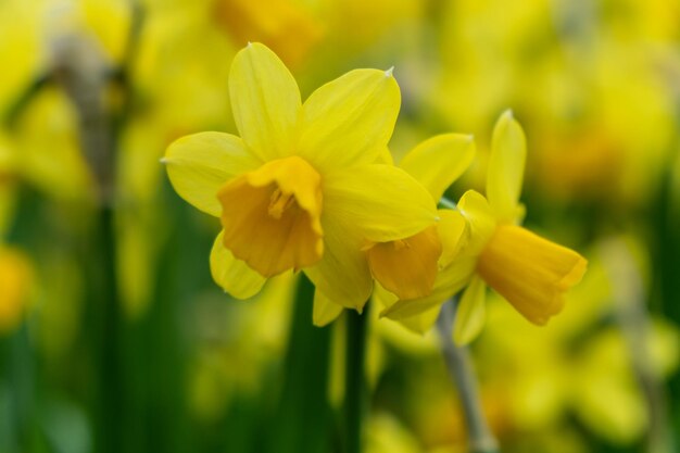 Primo piano, giallo, fioritura, pianta
