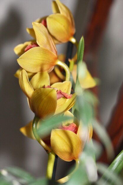 Primo piano, giallo, fioritura, pianta